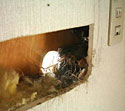 壁の中に巣です。鳥やコウモリが入り込むことがあります。